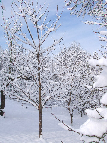 La neige vient de tomber sur le verger - le 5 mars 06